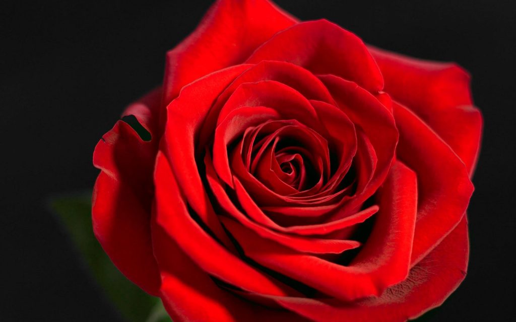 Single Red Rose Fhd Wallpaper