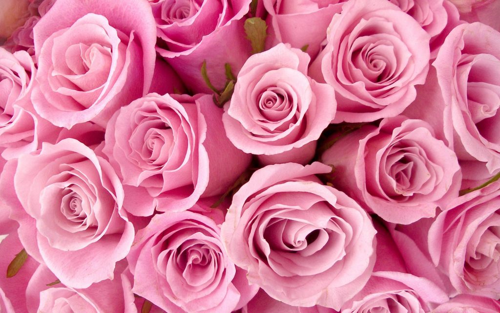 Special Pink Roses For Love Fhd Wallpaper