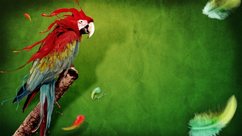 Splash Of Parrot Fhd Desktop Wallpaper