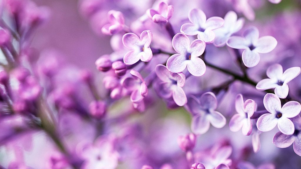 Spring Purple Flowers Fhd Wallpaper