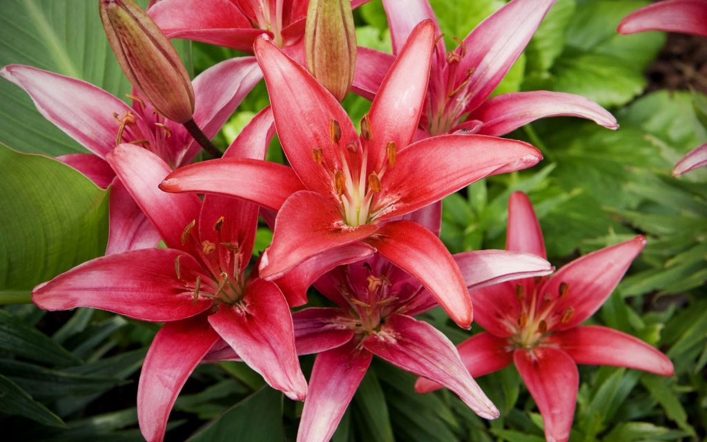 Spring Red Lilies Flowers Fhd Wallpaper