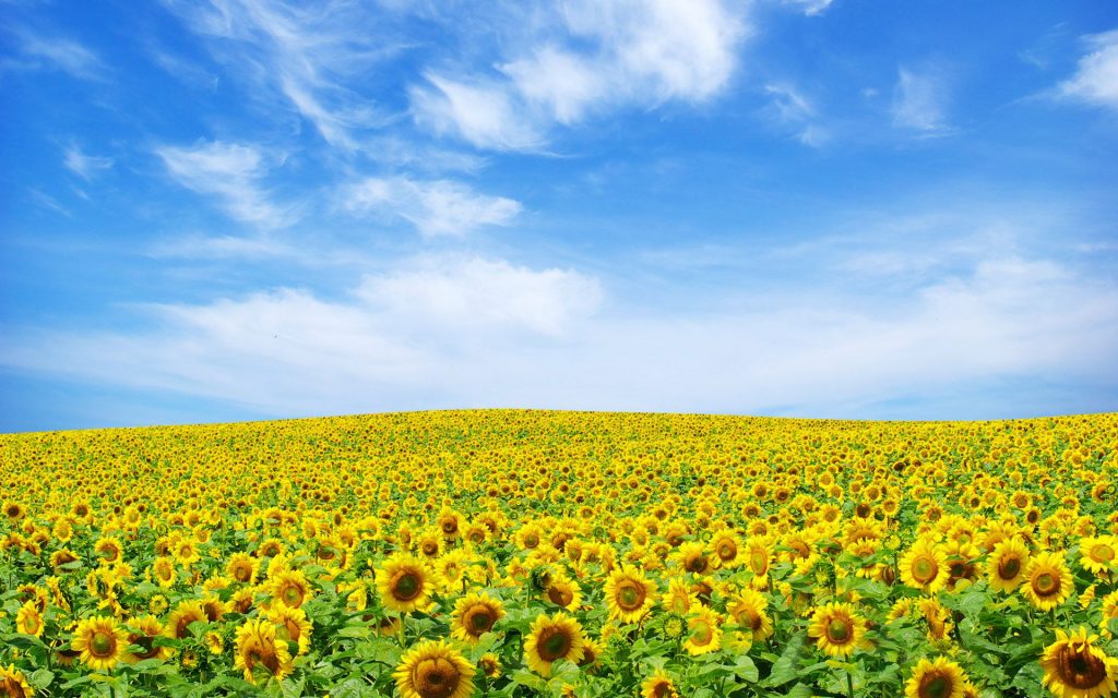 Sunflower Skyline Landscape Fhd Wallpaper