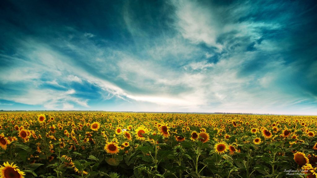 Sunflowers Landscape Fhd Wallpaper