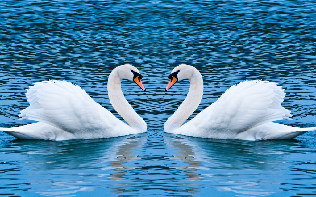 Swan Love Wide Fhd Wallpaper
