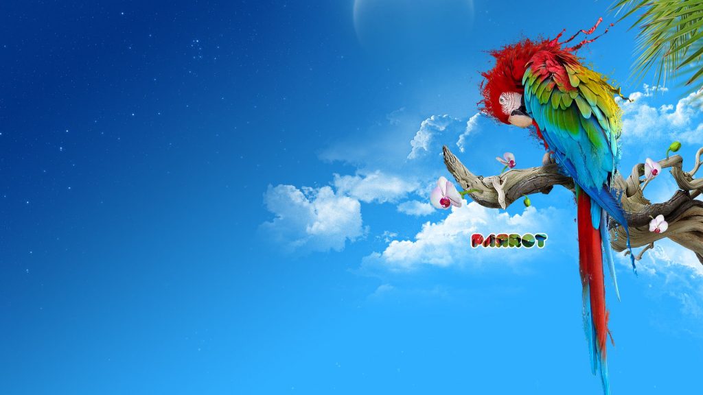 The Parrot Fhd Sky Background Wallpaper