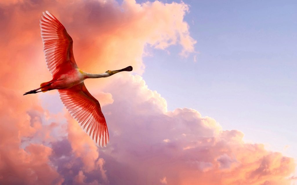 The Roseate Spoonbill On Sky Fhd Wallpaper