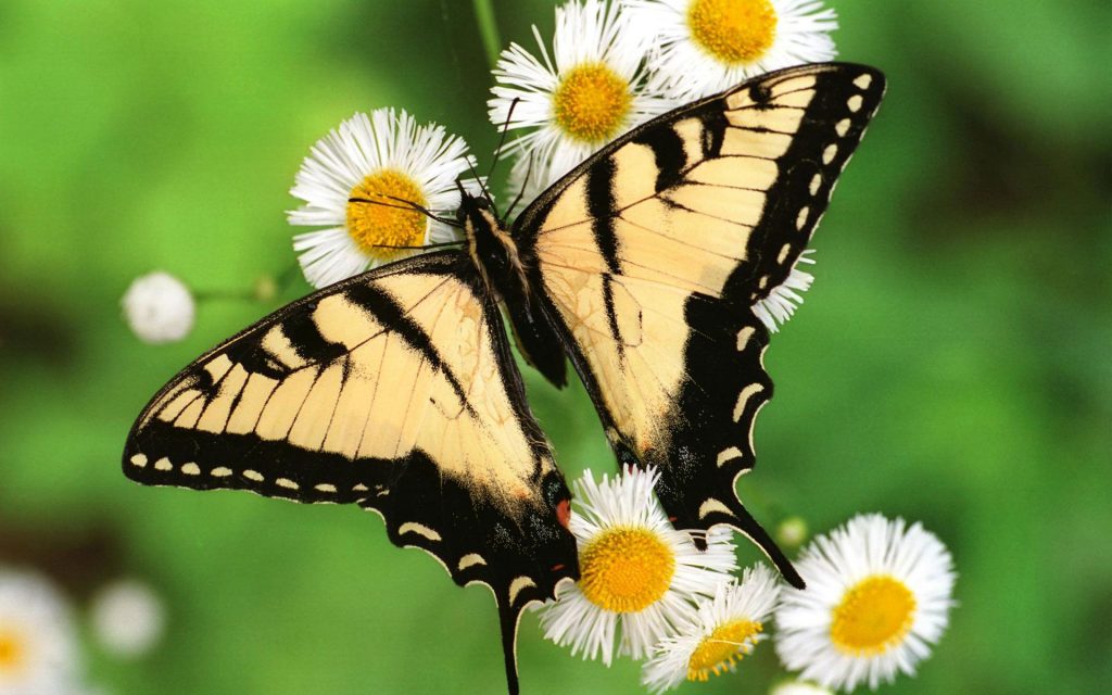 Tiger Swallowtail Butterfly Fhd Wallpaper