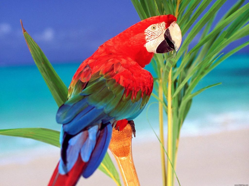 Tropical Colors Parrot Hd Wallpaper