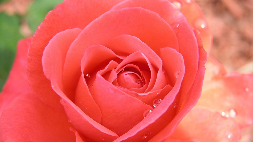Tropicana Red Rose Fhd Wallpaper