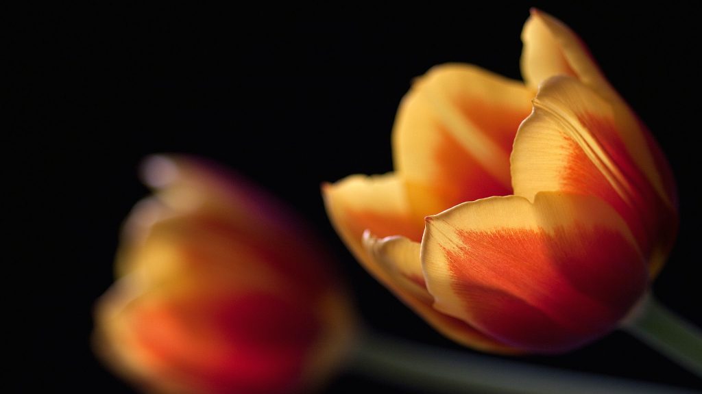 Tulips Dual Fhd Wallpaper