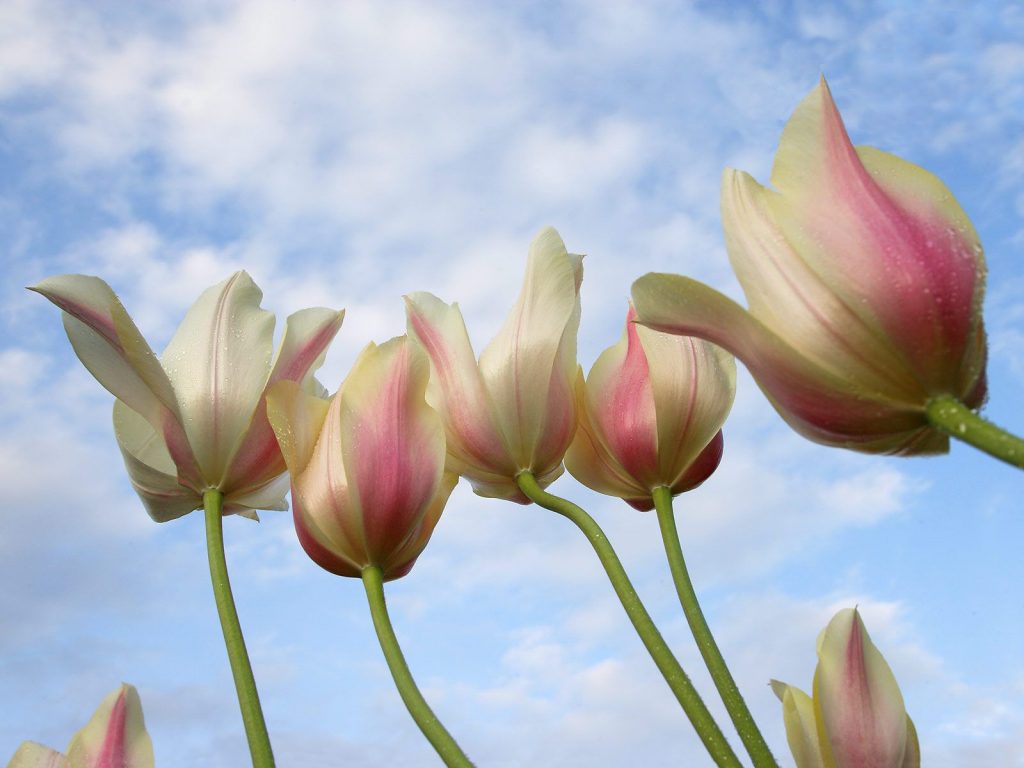 Tulips From Down Under Sky Hd Wallpaper