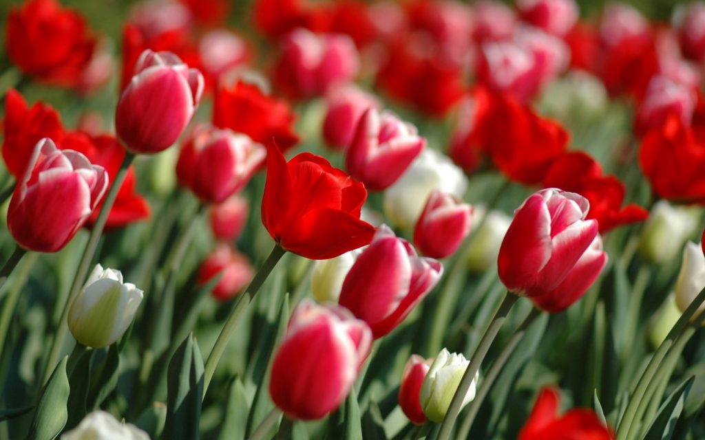 Tulips Spring Garden Hd Wallpaper