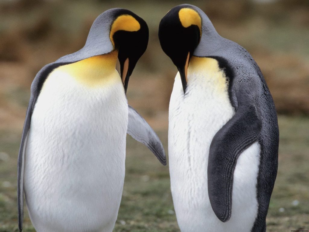 Tuxedo Check King Penguins Dual Hd Wallpaper