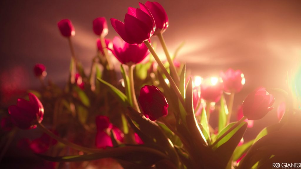 Vibrant Red Tulips In Sunlight Fhd Wallpaper