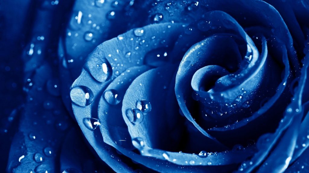 Wet Drops Blue Rose Fhd Wallpaper