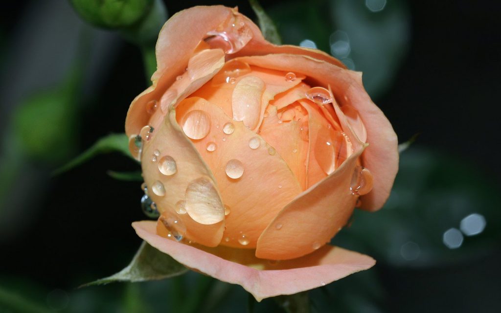 Wet Fanta Rose Bloom Hd Wallpaper