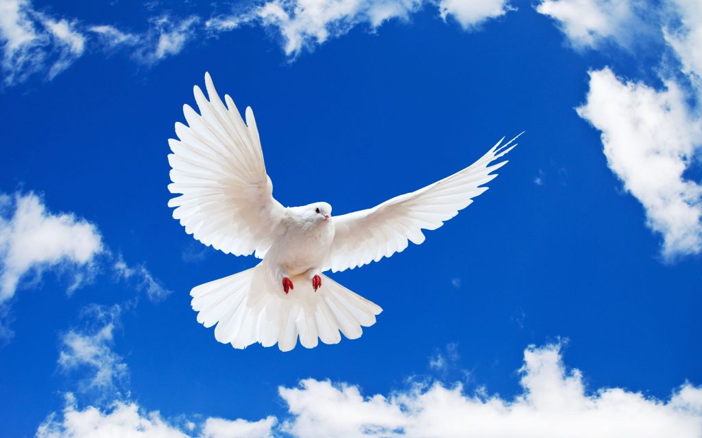 White Dove Wide Wings Fhd Wallpaper