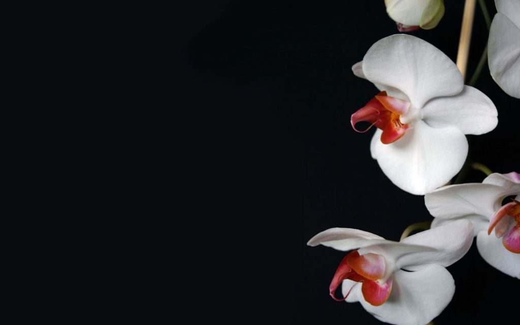 White Orchid Black Background Hd Wallpaper