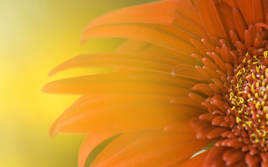 Widescreen Sunflower Petals Fhd Wallpaper