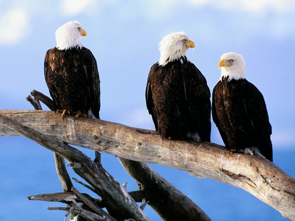 Wild And Free Bald Eagles Hd Wallpaper