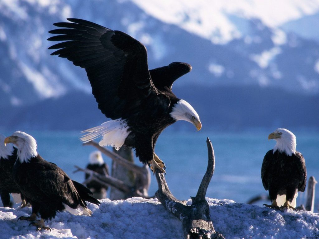 Wings Extended Bald Eagles Hd Wallpaper