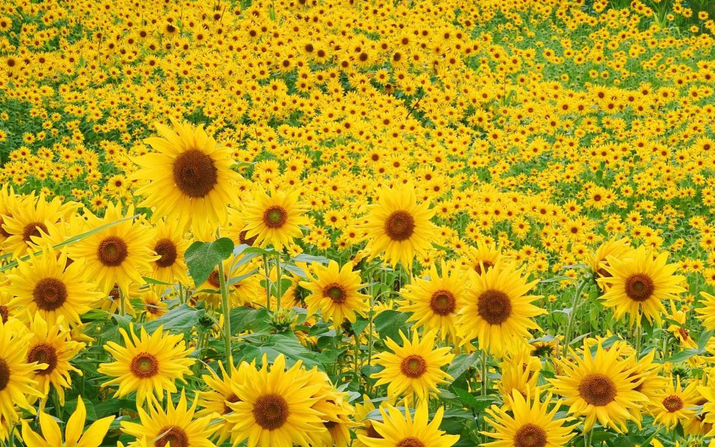 Yellow Sunflower Field Fhd Wallpaper